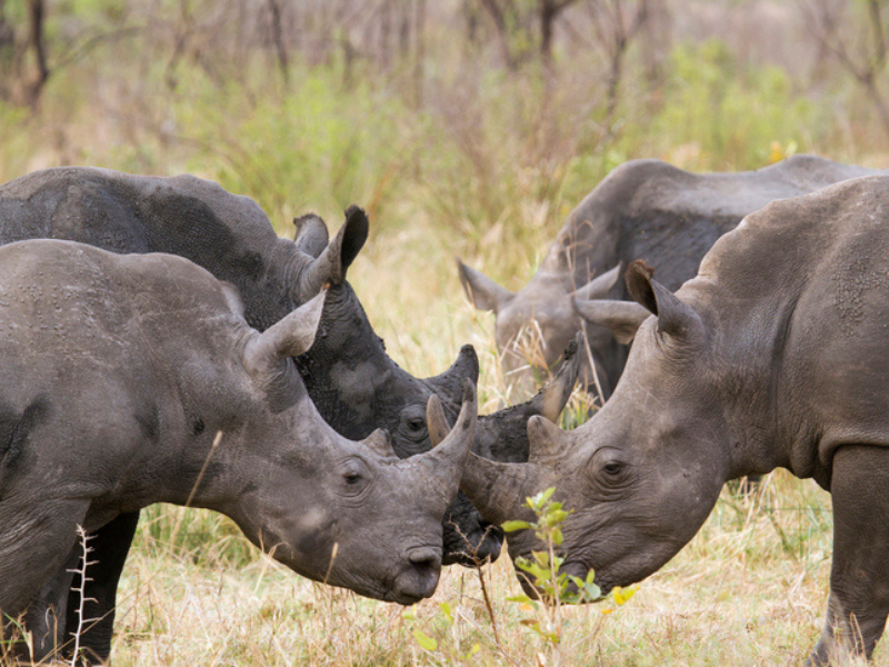 Southern white rhinos in Kruger National Park