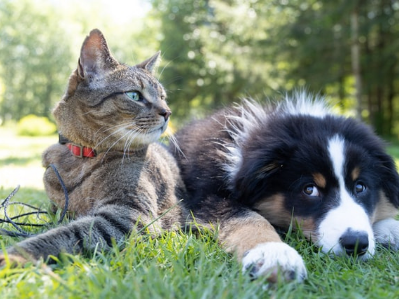 It's a dog's life...who gets the dogs when the parents divorce?