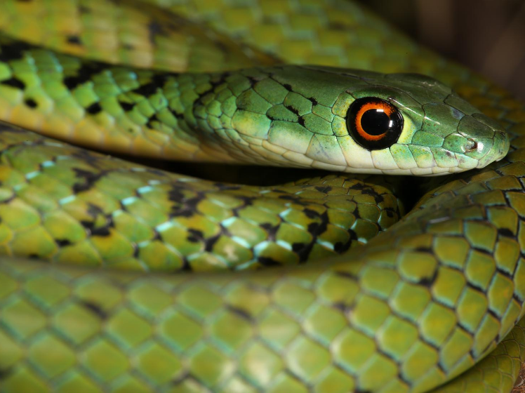 spotted bush snake