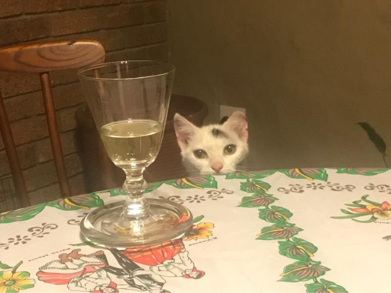 Stacey's late cat Domino