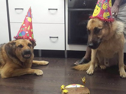 THUM-BUSE-IF-FOR-DOGs.jpg