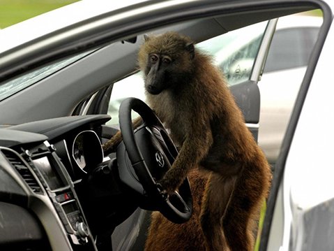 THUMB-MONEKY.jpg