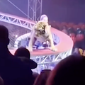 TIGER JUMPS INTO CIRCUS CROWD