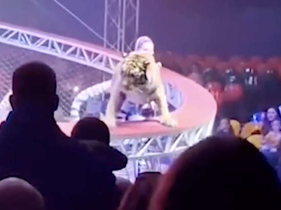TIGER JUMPS INTO CIRCUS CROWD