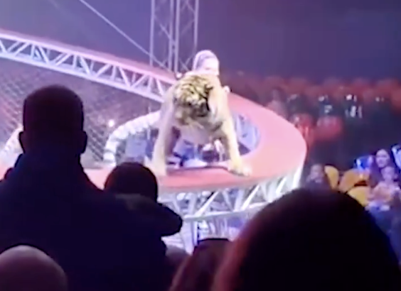 TIGER JUMPS INTO CIRCUS CROWD