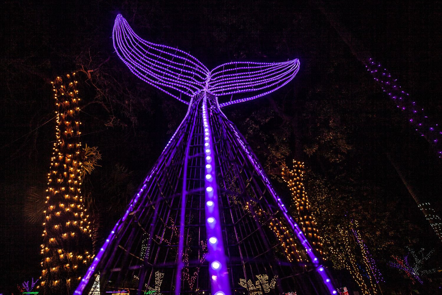 Trail of lights 2025 whale