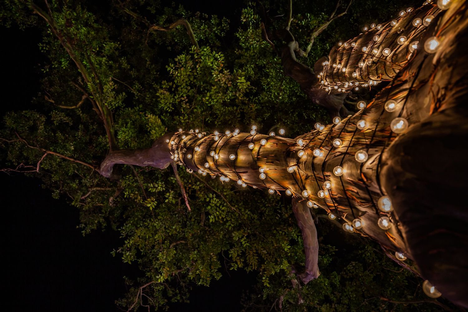 Trail of lights 2025 tree