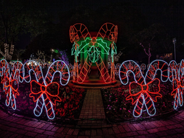 Trail of lights canes