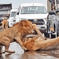TWO MALE LIONS FIGHT
