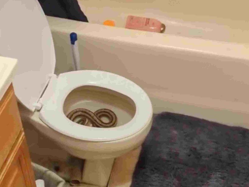 Traumatising snake preys patiently while woman uses toilet