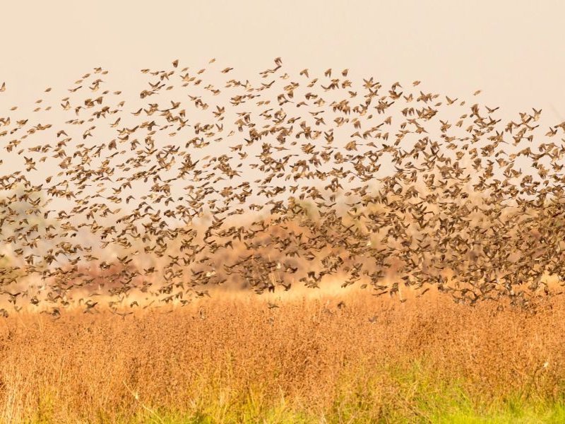 Tanzania kills millions of birds to save rice fields