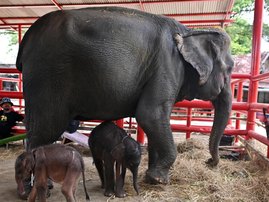 Rare elephant twins born in dramatic birth in Thailand