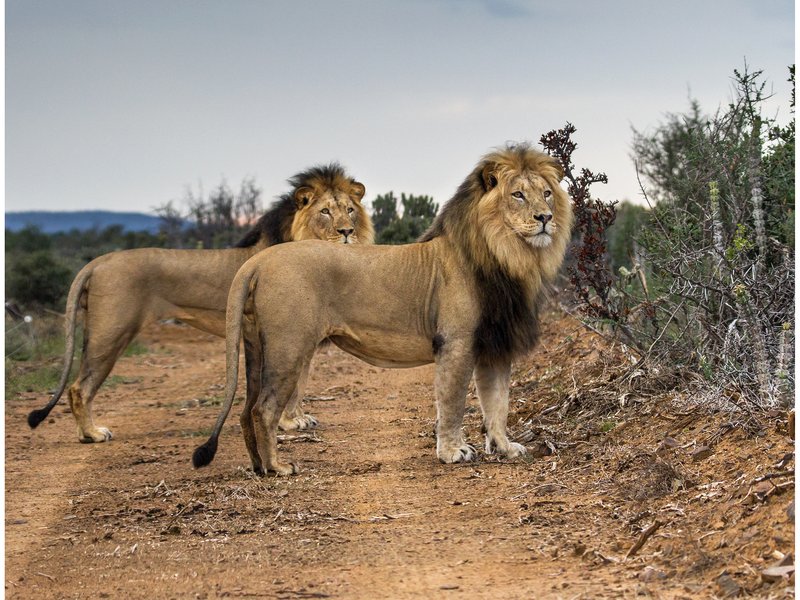sylvester the lion