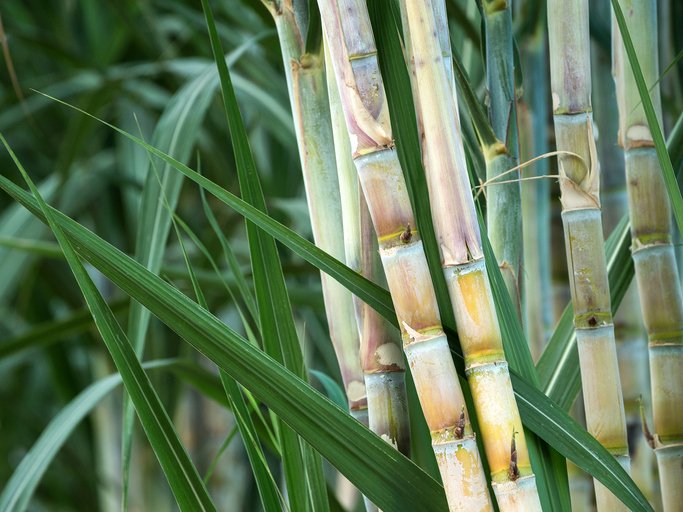 The Sugar cane in garden