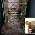 The inside of an ATM with shredded notes and a rat