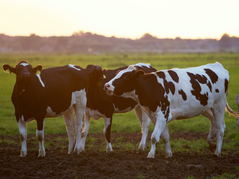 Three black and white cows standing on a field