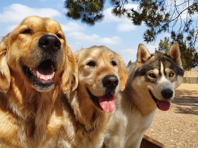 Three dogs standing together near a tree