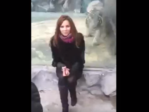 Tiger attacks woman 