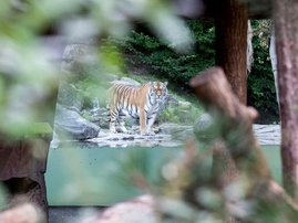 Siberian Tiger