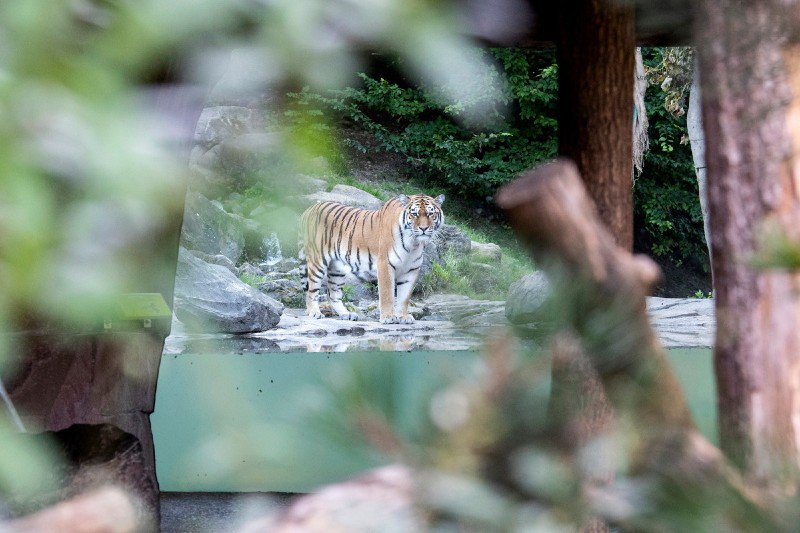 Siberian Tiger