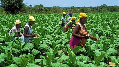 Zimbabwe tobacco hits new highs under smallholder contracts
