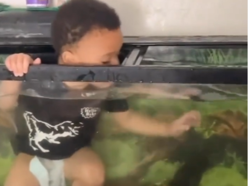 Baby Climbs Into Fish Tank And Can t Get Out