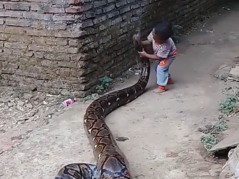 Toddler playing with large snake in Indonesia