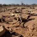 Drought in Kenya