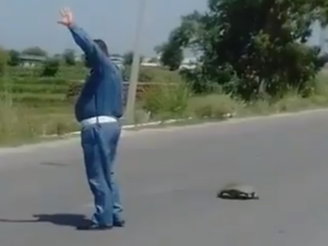 Tortoise