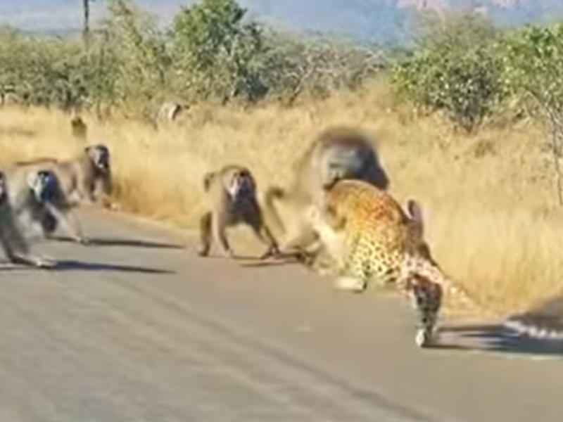 Troop of Baboons fight with Leopard