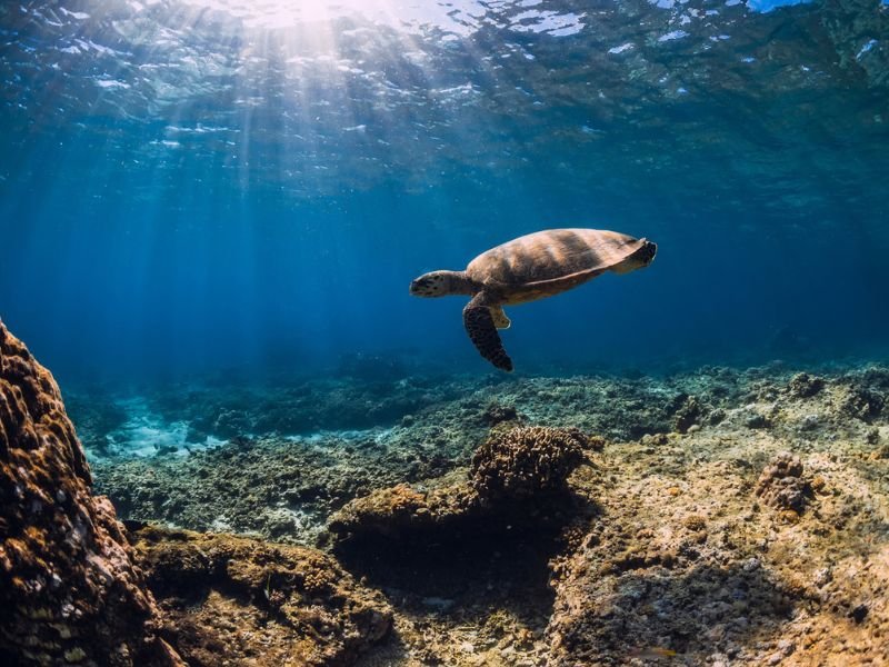 Turtle spotted while snorkeling