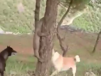 Two dogs fight with monitor lizard