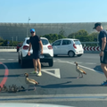 Two men try to help a family of ducks across the road