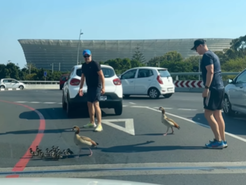 Two men try to help a family of ducks across the road