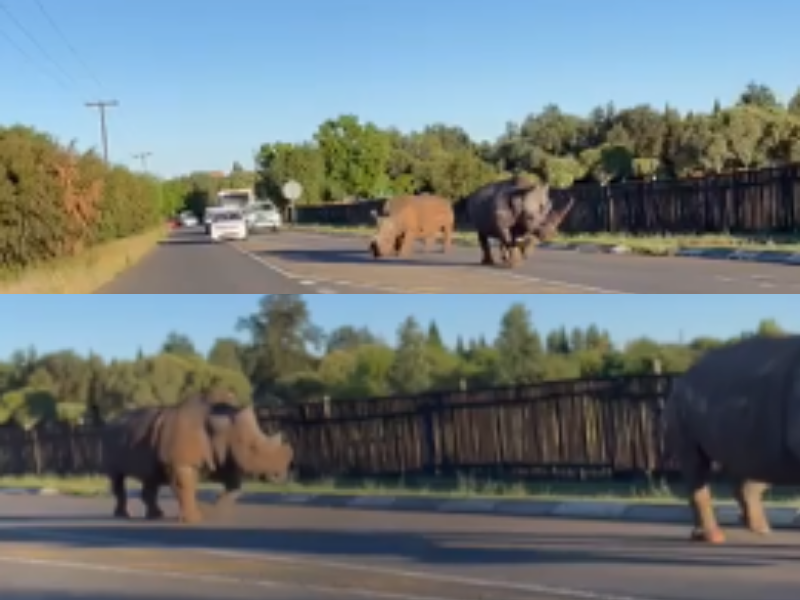 #OnlyInSouthAfrica - two rhinos taking a stroll on the streets of Bloemfontein