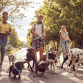 Two young women and a man walking dogs in a park