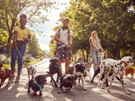Two young women and a man walking dogs in a park