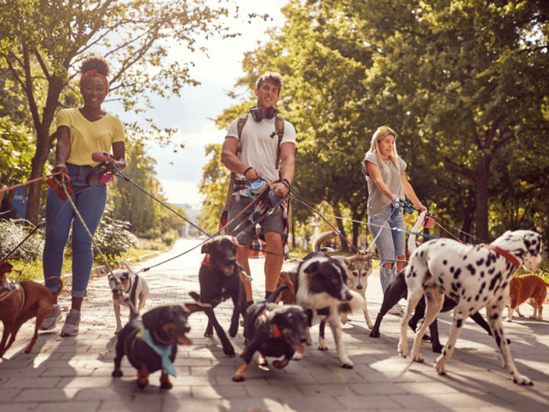 Two young women and a man walking dogs in a park