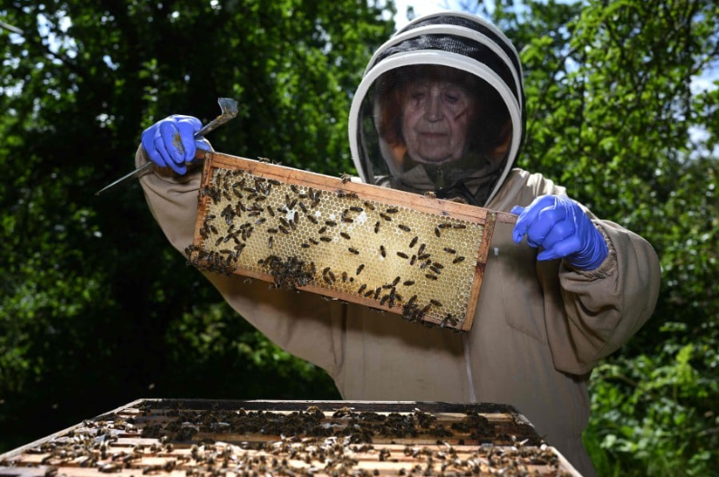 UK beekeepers and scientists tackle sticky problem of honey fraud