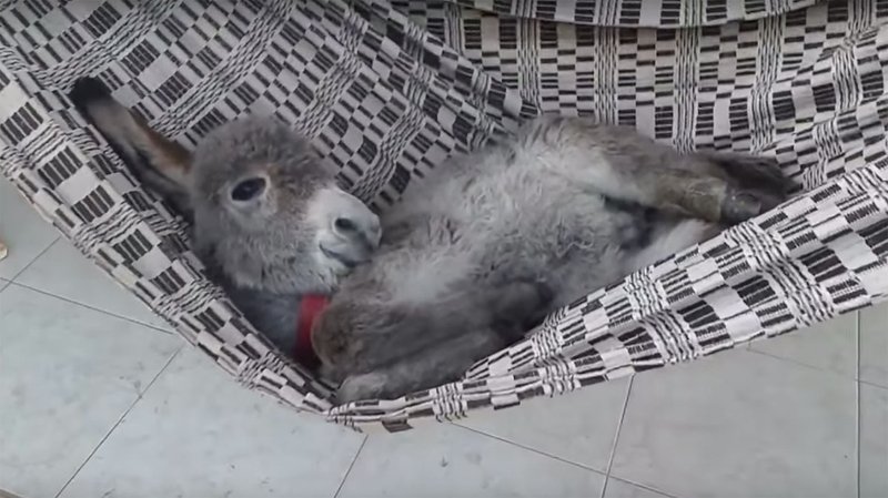 Baby donkey in a hammock is the cutest thing EVER! 