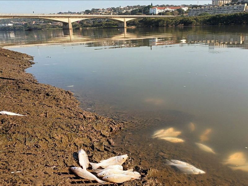 Durban’s sewage-fouled beaches closed again after dead fish wash up in Umgeni River.