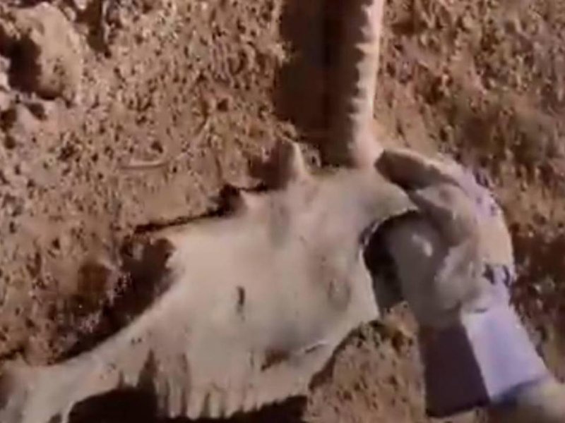 Unicorn Skull