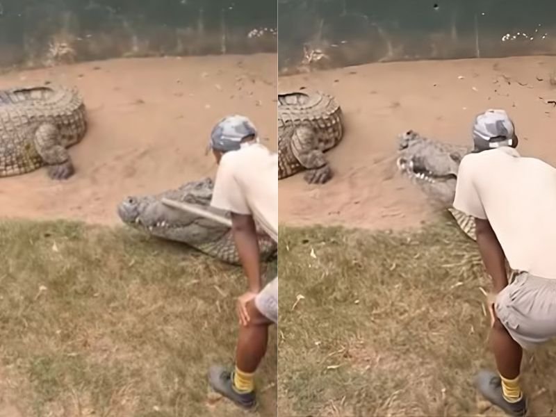 Vanilla Tiger Ice