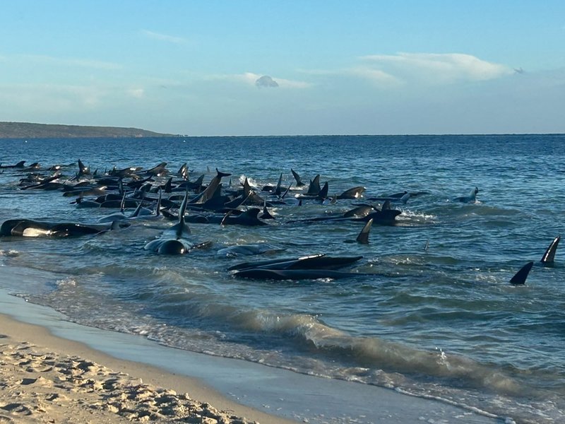 Up to 160 pilot whales stranded on Australian beach
