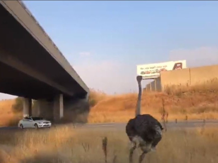 Ostrich on the loose in Johannesburg.