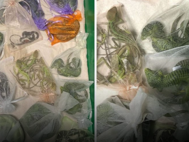 Variety of reptiles in small bags