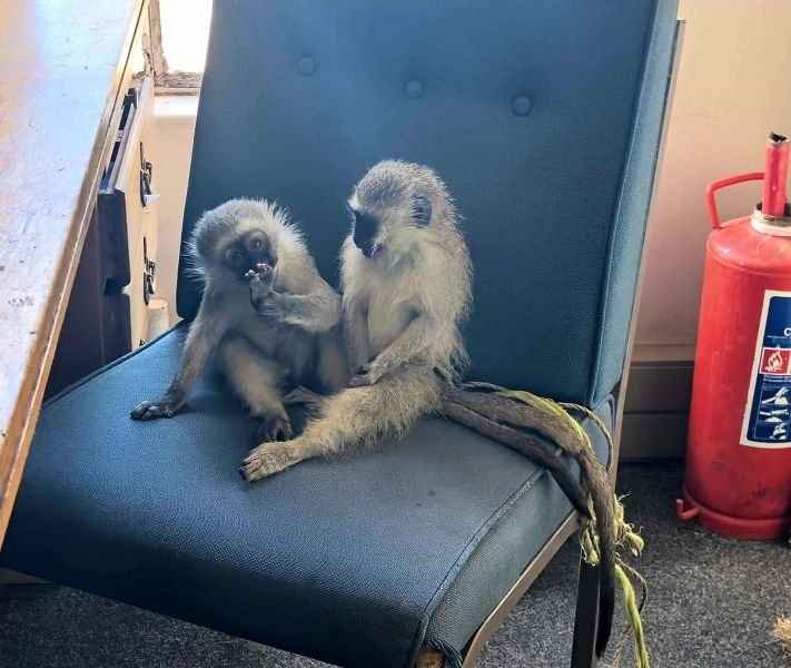 Couple busted for selling two monkeys at auction in Vryburg
