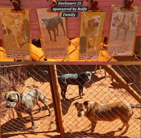WOLLIES DOGS IN CAGE