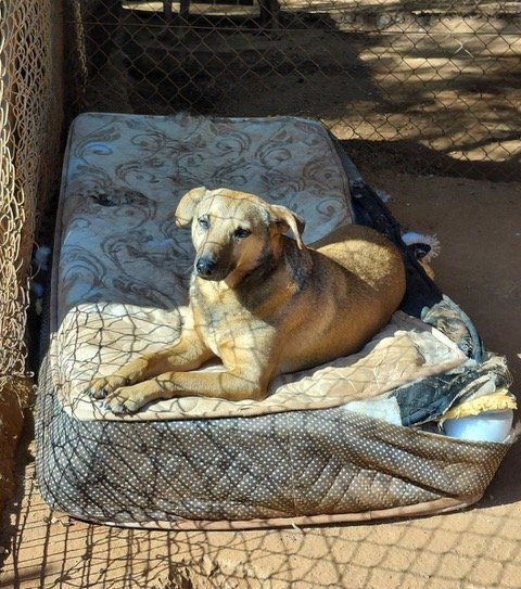 WOLLIES DOGS ON MATTRESS