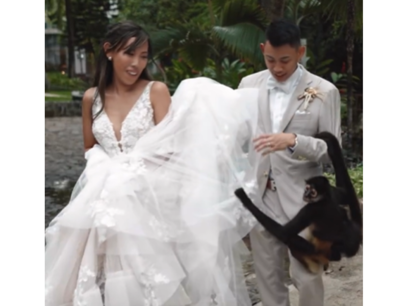 Wedding couple play with a monkey
